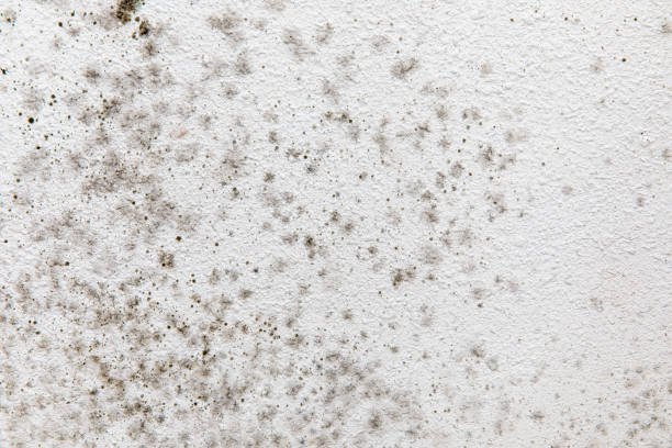 Best Comprehensive Air Testing for Mold Contaminants  in Hood River, OR