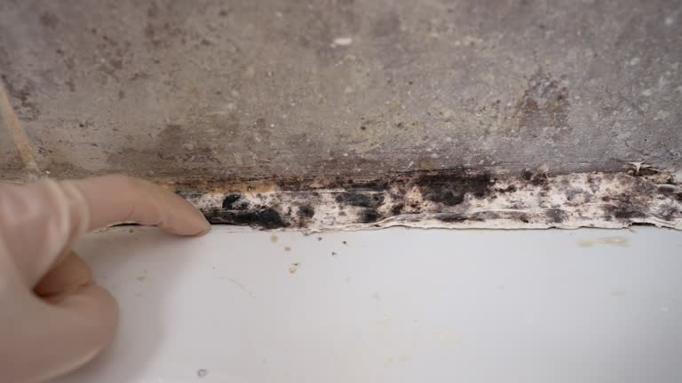 Best Black Mold Removal  in Hood River, OR