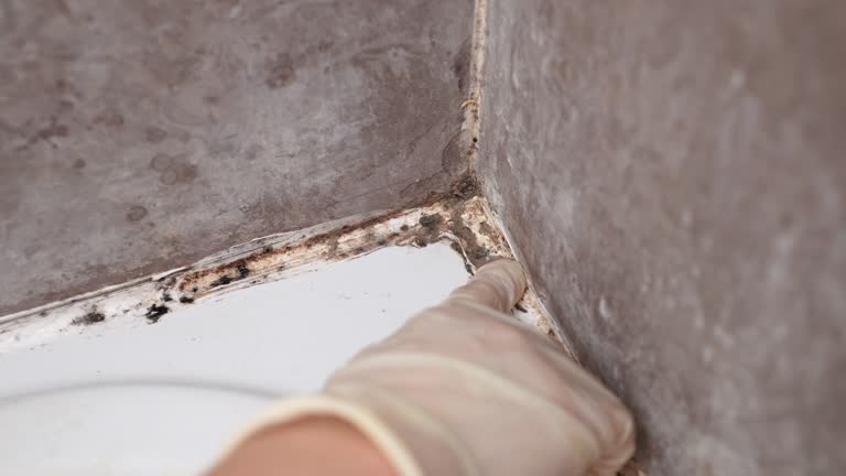 Best Mold Remediation for Healthcare Facilities  in Hood River, OR